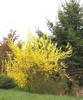 Forsythien in voller Blte zu Ostern 2007