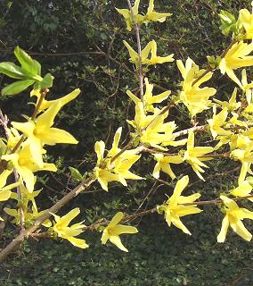 Einzelne Blten der Forsythien