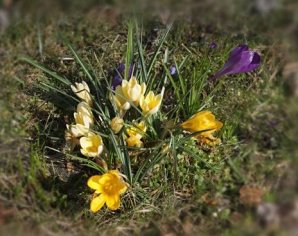 Bunt blhende Krokusse