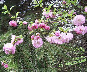Mandelbäumchen in voller Blüte