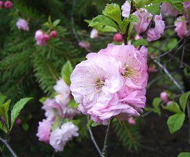 Blüte des Mandelbäumchens zu Ostern 2007