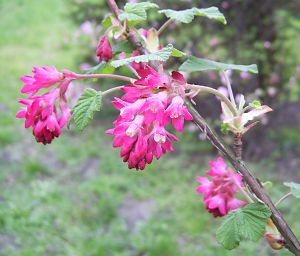 Ein Frhlingsblher zu Ostern ist die Zierjohannisbeere