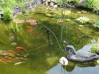 Naturnahe Gartenteiche und Wassergrten selbst gestalten