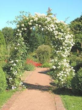 Gartenweg mit von Rosen bewachsene Pergola