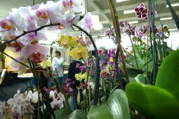 Orchideen - www.messe-stuttgart.de