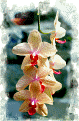 Phalaenopsis