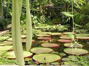 Wasserpflanzen fr naturnahe Gartenteiche