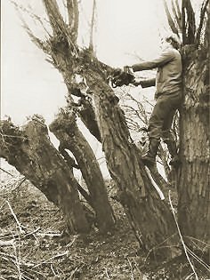 Köpfen von Weiden