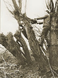 Kpfen von Weiden