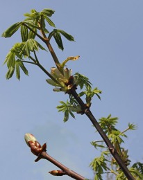 Kastanienzweige mit Knospen und Blttern