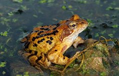 Grasfrosch am Gartenteich