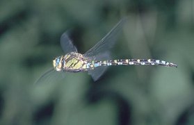 Blaugrne Libelle - Mosaikjungfer