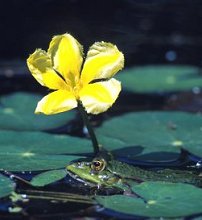 Wasserpflanzen Seekanne